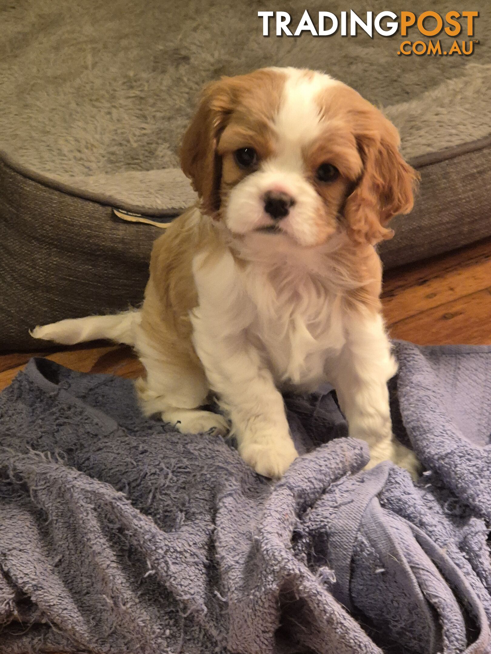 Ruby's Perfect Cavalier Puppies