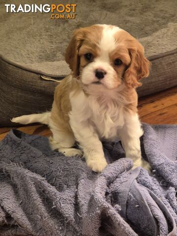 Ruby's Perfect Cavalier Puppies