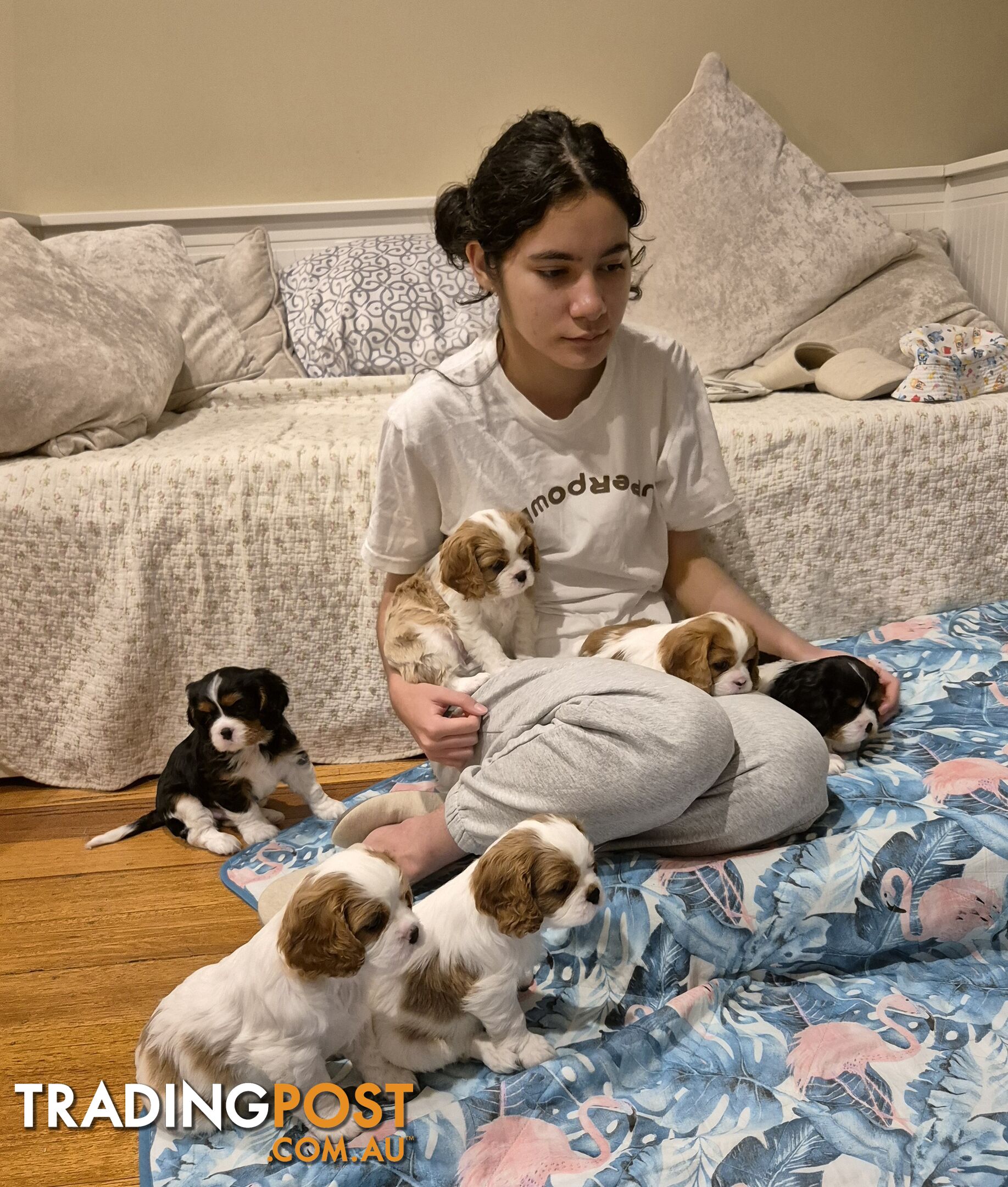 Ruby's Perfect Cavalier Puppies