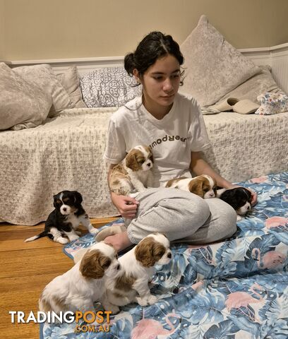 Ruby's Perfect Cavalier Puppies