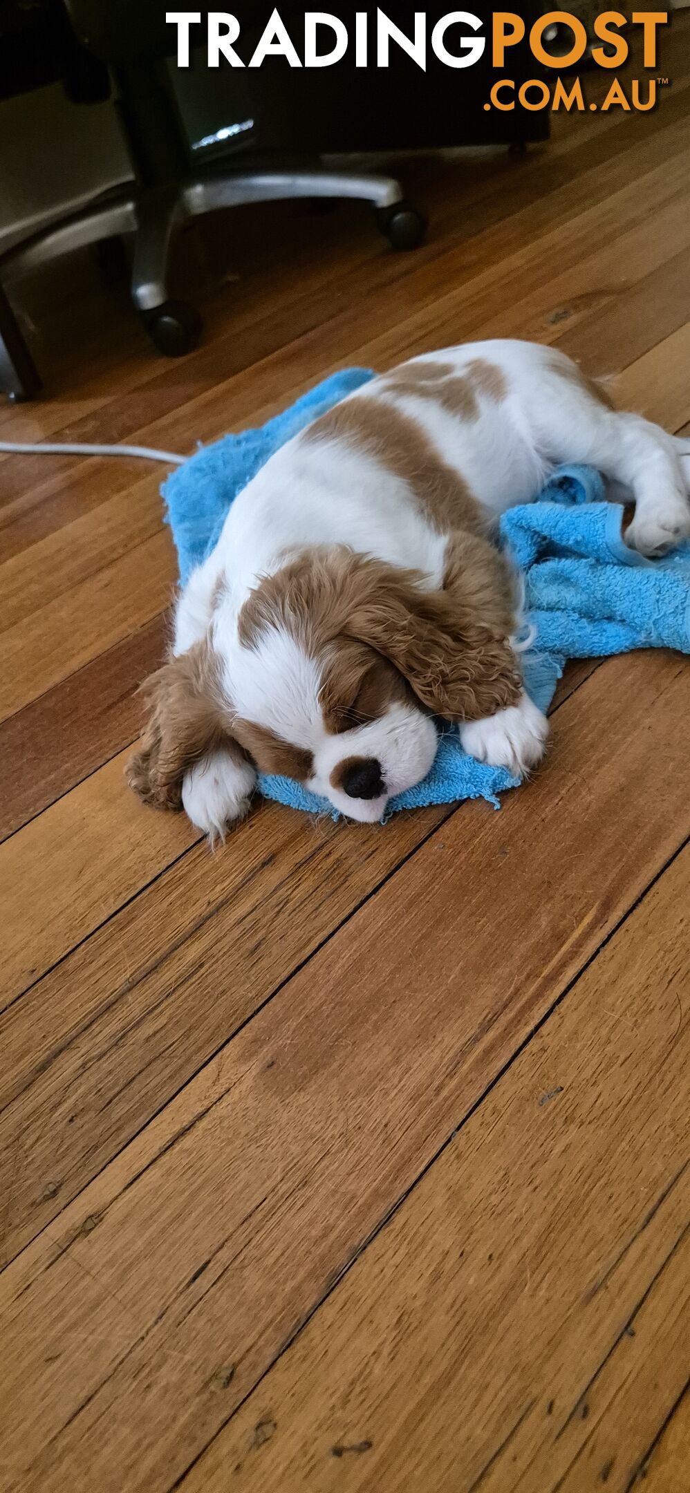 Ruby's Perfect Cavalier Puppies