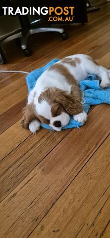 Ruby's Perfect Cavalier Puppies