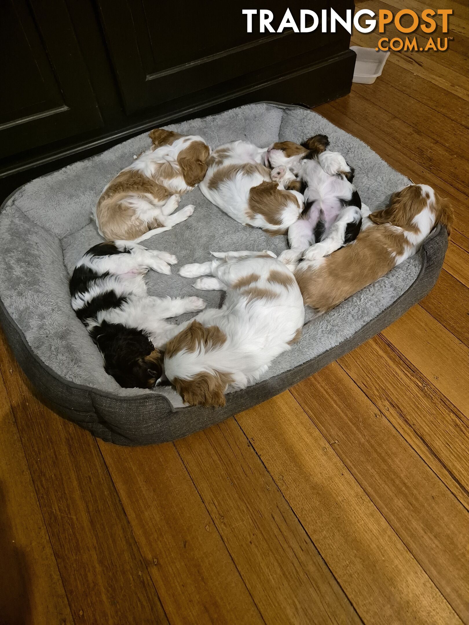 Ruby's Perfect Cavalier Puppies