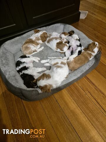 Ruby's Perfect Cavalier Puppies