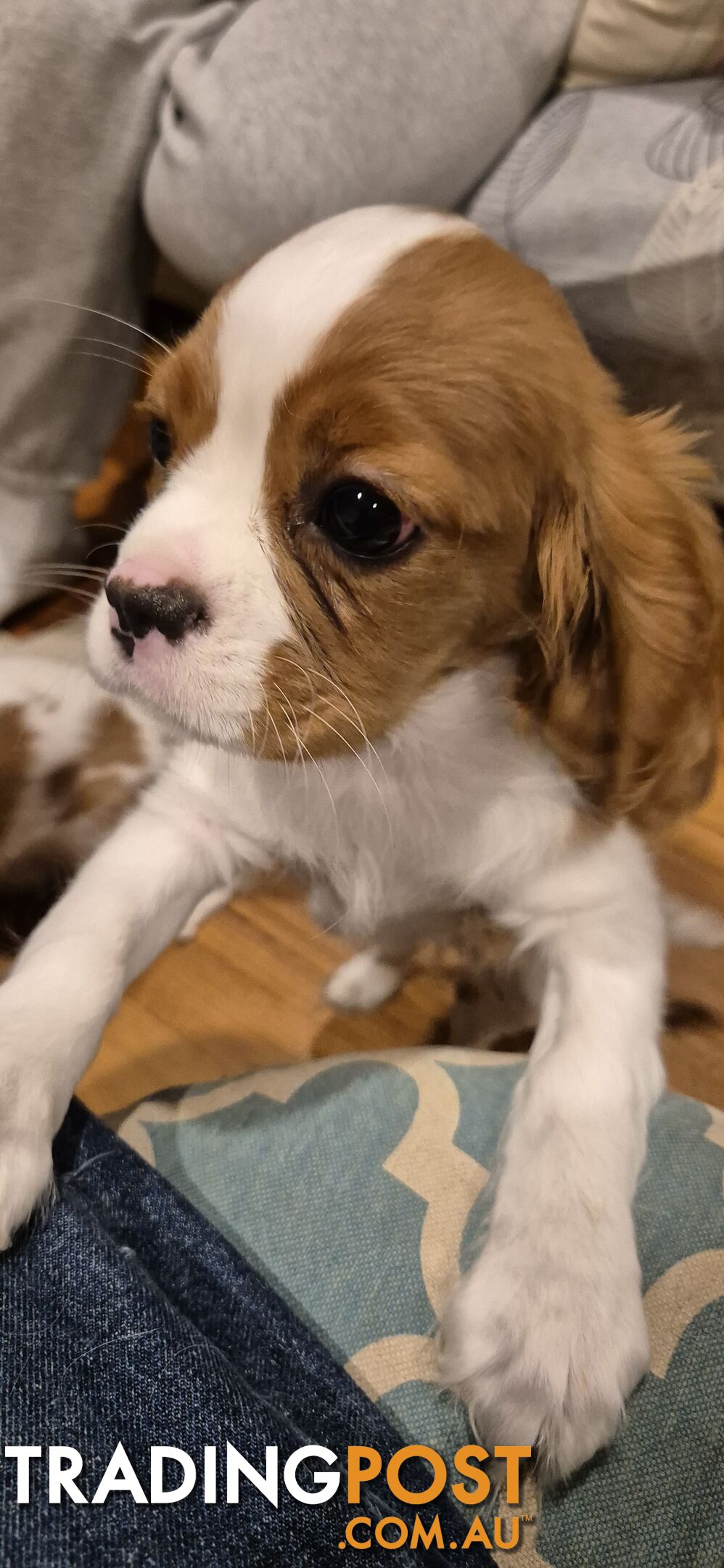 Ruby's Perfect Cavalier Puppies