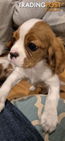 Ruby's Perfect Cavalier Puppies