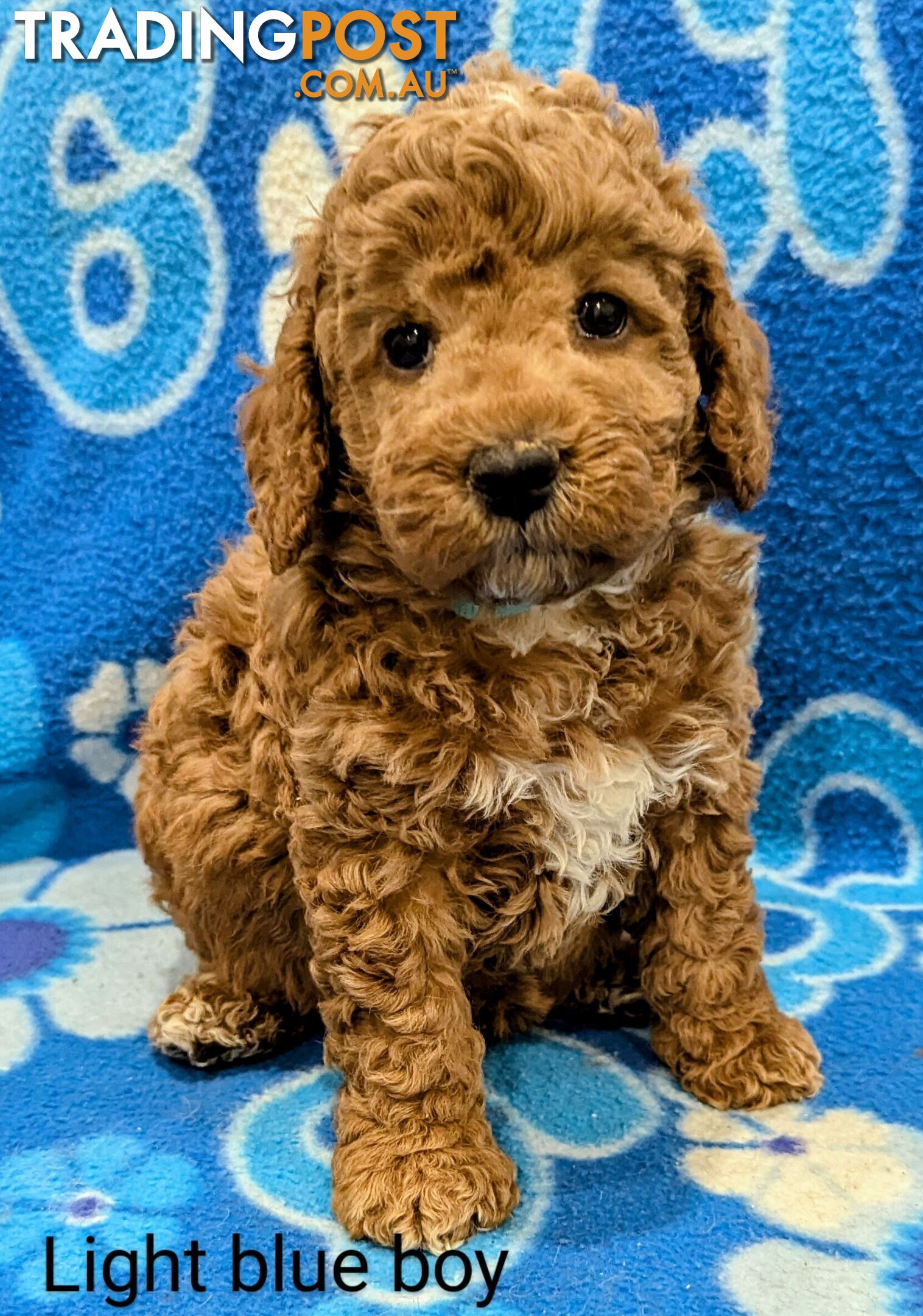 Parents DNA Tested Ready To Go Home Miniture Spoodle Puppies