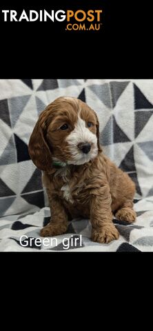 Miniture Spoodle Puppies Awaiting Their Forever Homes