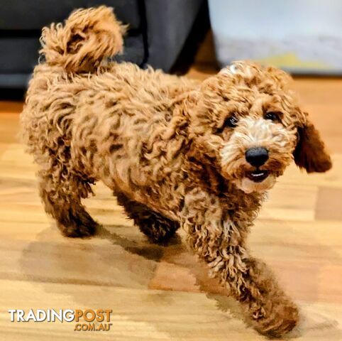 Miniture Spoodle Puppies Awaiting Their Forever Homes