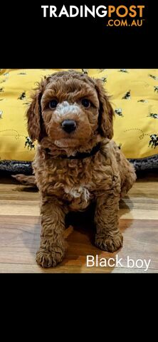 Miniture Spoodle Puppies Awaiting Their Forever Homes