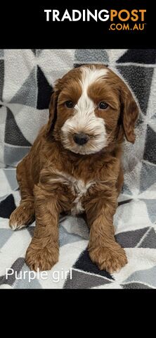 Miniture Spoodle Puppies Awaiting Their Forever Homes