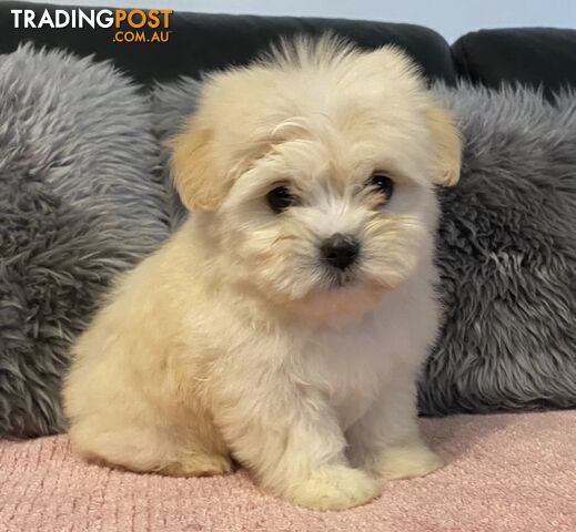 Maltese Puppies
