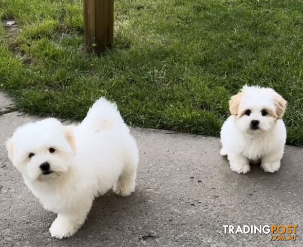 White Maltese Puppies