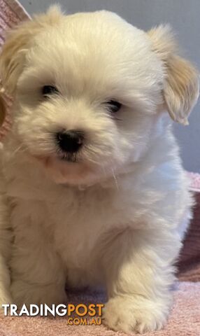 White Maltese Puppies