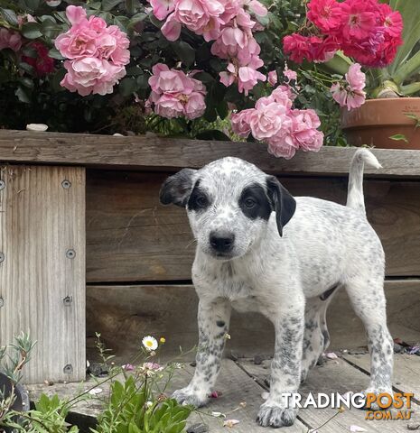 Heeler x Kelpie Pups