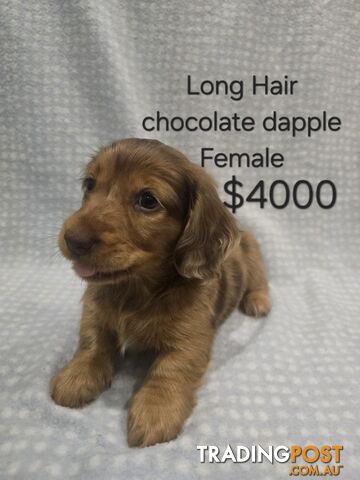 Miniature dachshunds