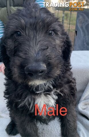 Beautiful Poogle’s  3 months old ( Poodle x Beagle )