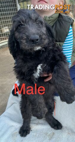 Beautiful Poogle’s  3 months old ( Poodle x Beagle )