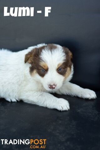 ONLY 4 LEFT Border Collie Puppies ready to go NOW!