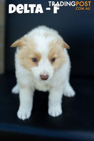 Border Collie Puppies ready to go to their new homes 12/10