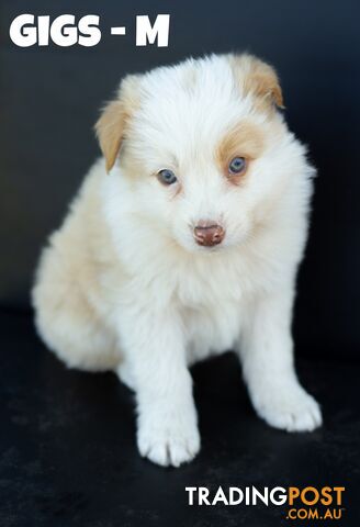 ONLY 4 LEFT Border Collie Puppies ready to go NOW!