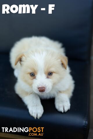 Border Collie Puppies ready to go to their new homes 12/10