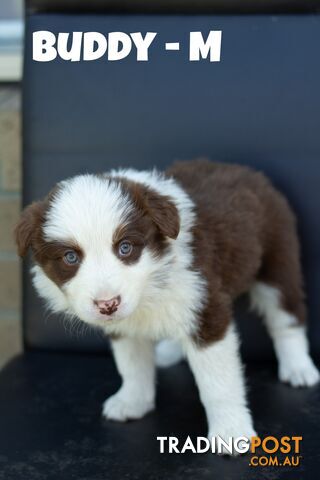 ONLY 4 LEFT Border Collie Puppies ready to go NOW!