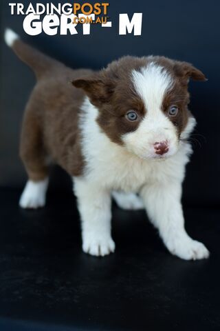 Border Collie Puppies ready to go to their new homes 12/10