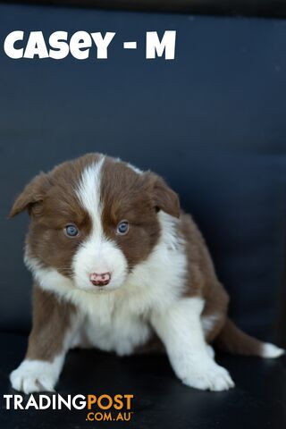 Border Collie Puppies ready to go to their new homes 12/10