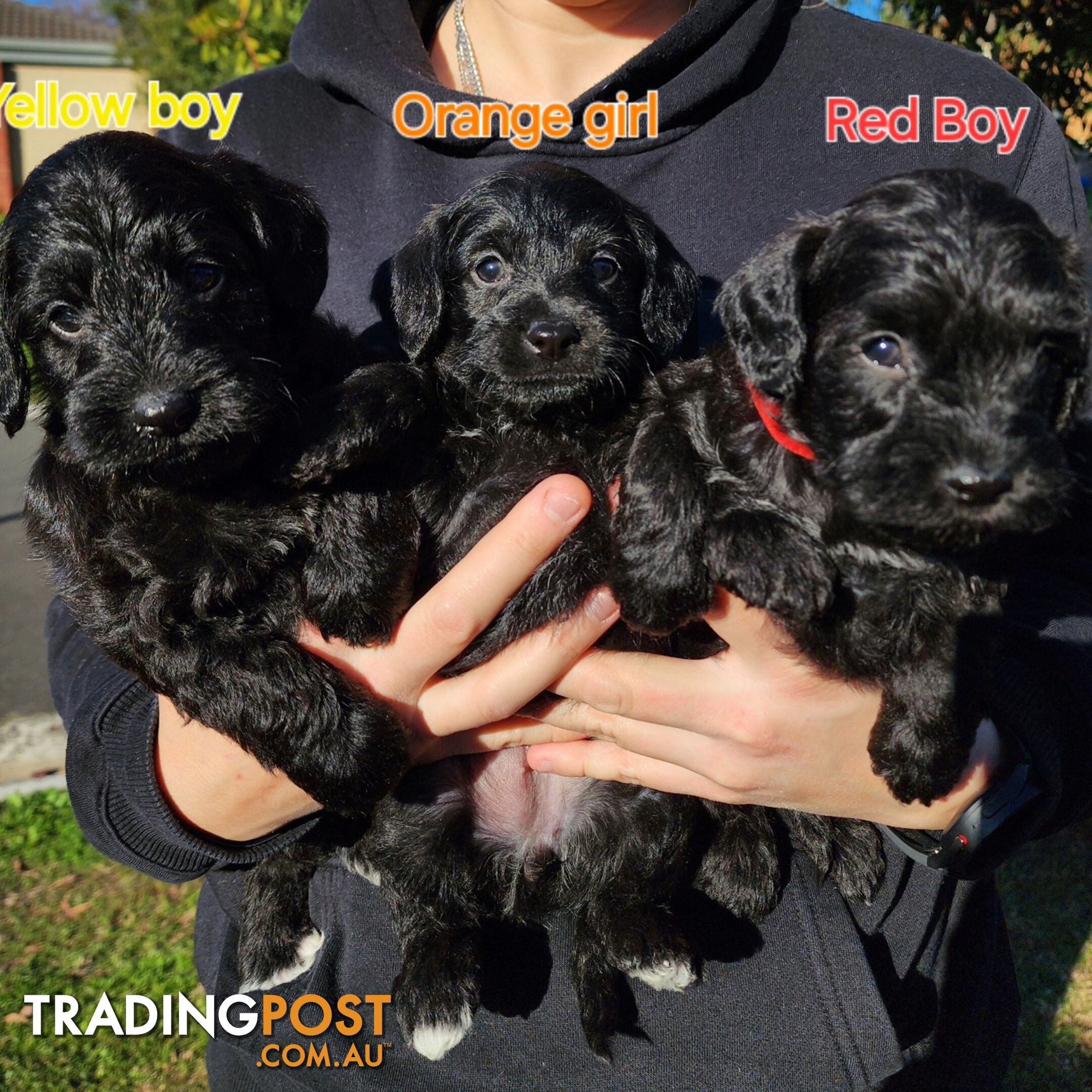 Mini Schnoodle puppies