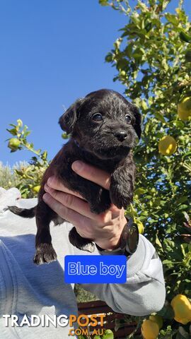 Mini Schnoodle puppies