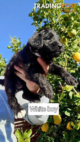 Mini Schnoodle puppies