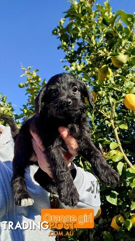 Mini Schnoodle puppies