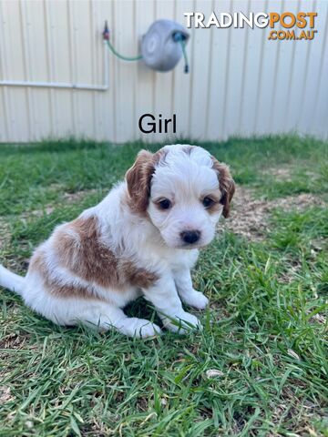 Miniatures Cavoodle Boy & Girl