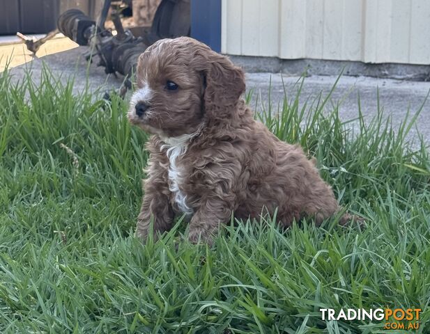 Miniatures Cavoodle Boy