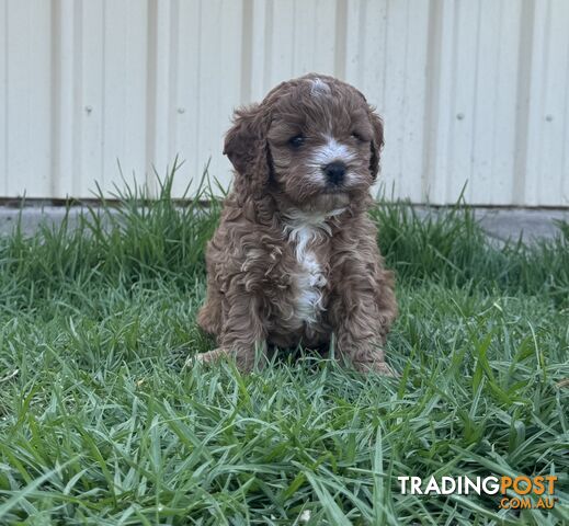 Miniatures Cavoodle Boy & Girl