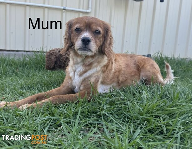 Miniatures Cavoodle Boy