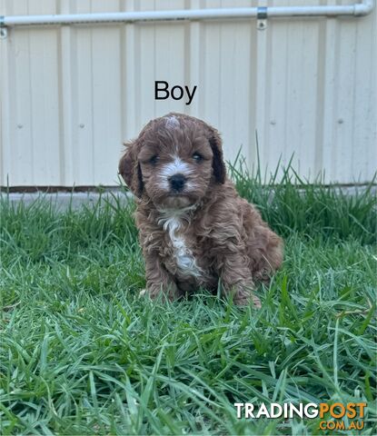 Miniatures Cavoodle Boy & Girl