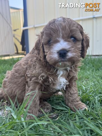 Miniatures Cavoodle Boy & Girl