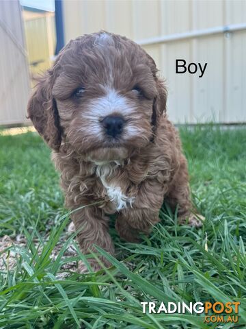 Miniatures Cavoodle Boy