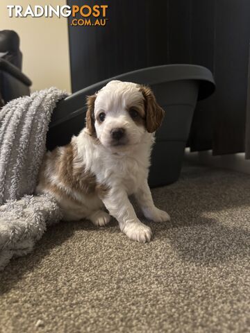 Miniatures Cavoodle Boy & Girl