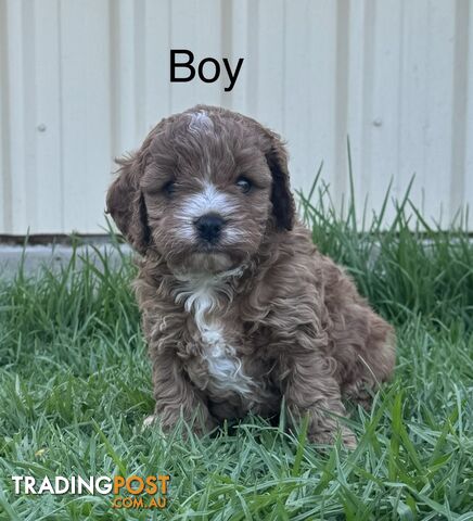 Miniatures Cavoodle Boy