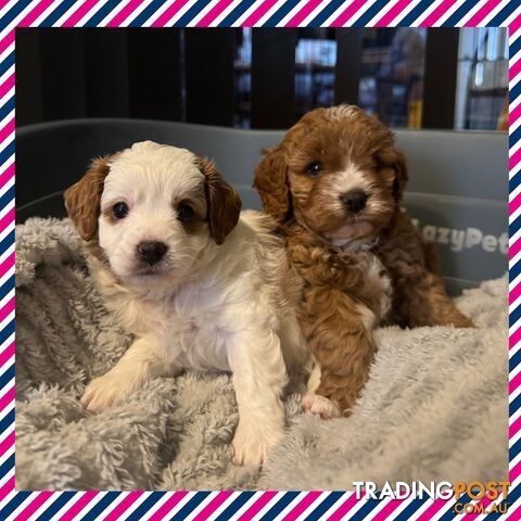 Miniatures Cavoodle Boy & Girl