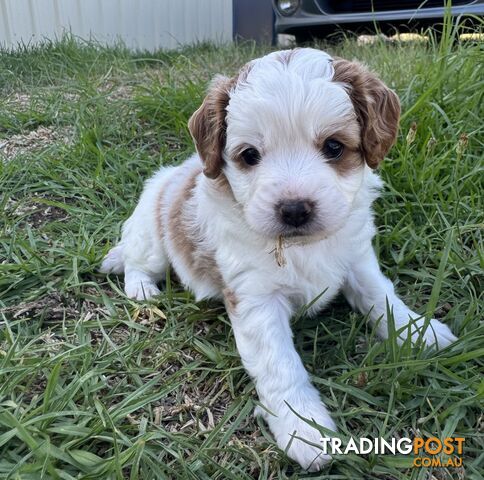 Miniatures Cavoodle Boy & Girl