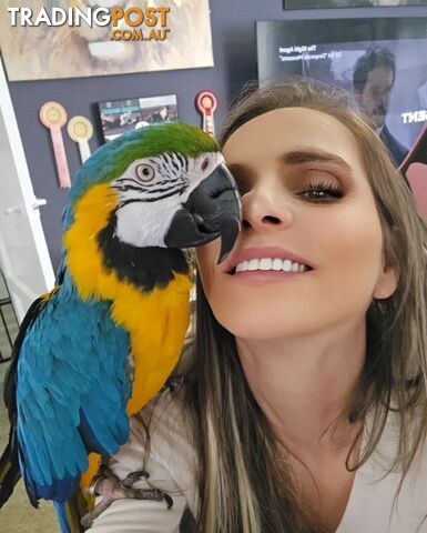 Talking blue and gold macaw parrot