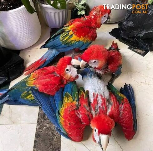 Parrots and Parrots Eggs for sale