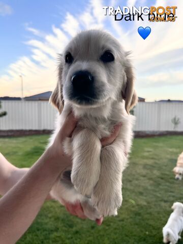 Purebred golden retriever puppy