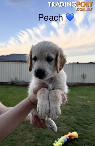 Purebred golden retriever puppies