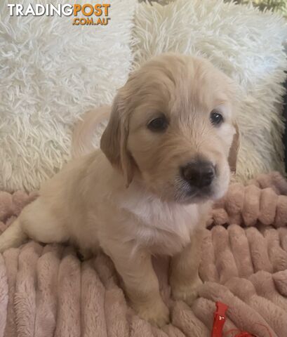 Pure breed Golden Retriever