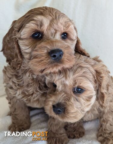 American spoodle puppies